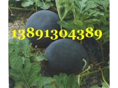 陜西大棚黑無籽西瓜基地/大棚黑無籽西瓜產(chǎn)地批發(fā)大量上市