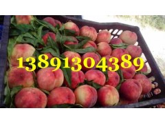 陜西早熟毛桃基地鄭二毛桃產(chǎn)地620毛桃價格突圍毛桃大量上市