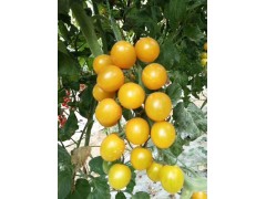 武威千禧圣女果苗廠 抗病毒千禧種苗廠