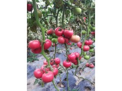 酒泉番茄育苗廠 粉貝貝圣女果苗廠