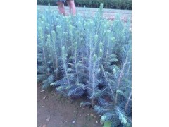 美國藍(lán)杉樹苗、克羅拉多美國藍(lán)杉樹苗品種純正