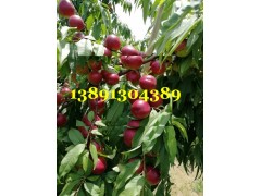 陜西珍珠油桃種植基地，大荔棗油桃價格行情產(chǎn)地