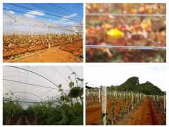 棚架鋼絲廠家、鋼絲廠家、大棚鋼絲廠家