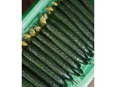 中衛(wèi)早春黃瓜苗哪有賣/強雌大小黃瓜苗2024