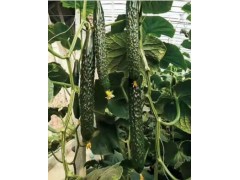 蘭州強雌黃瓜苗哪有賣/定西水果小黃瓜苗