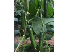 平?jīng)鲇绱狐S瓜苗基地/慶陽哪賣大小黃瓜苗