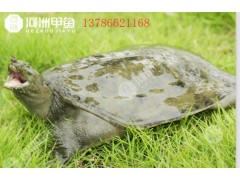 湖南甲魚批發(fā)多少錢一斤