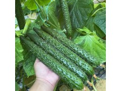 項(xiàng)城黃瓜苗廠家，周口2025水果小黃瓜苗批發(fā)