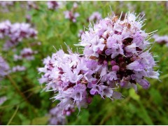 洗衣液香精 洗潔精香精 水溶性香精 水性香精 水質(zhì)香精 水溶