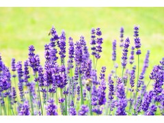 香草香精 日化香精 香水香精 手工皂香精 香波香精 膏霜香精